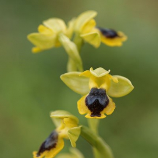 Ophrys lutea